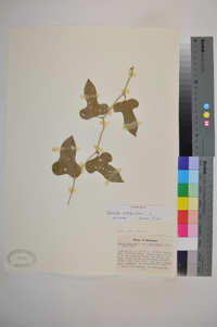 Smilax bona-nox image