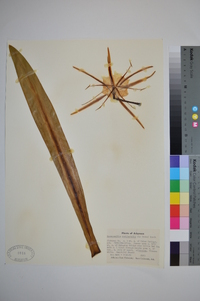 Hymenocallis occidentalis image