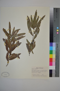 Quercus phellos image