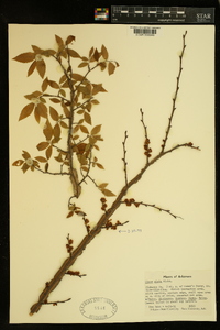 Ulmus alata image