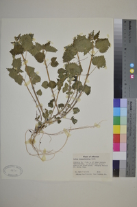 Urtica chamaedryoides image