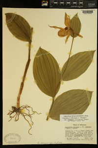 Cypripedium parviflorum var. pubescens image