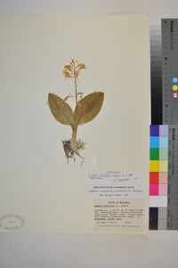 Liparis liliifolia image