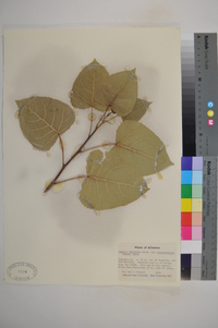 Populus deltoides var. missouriensis image