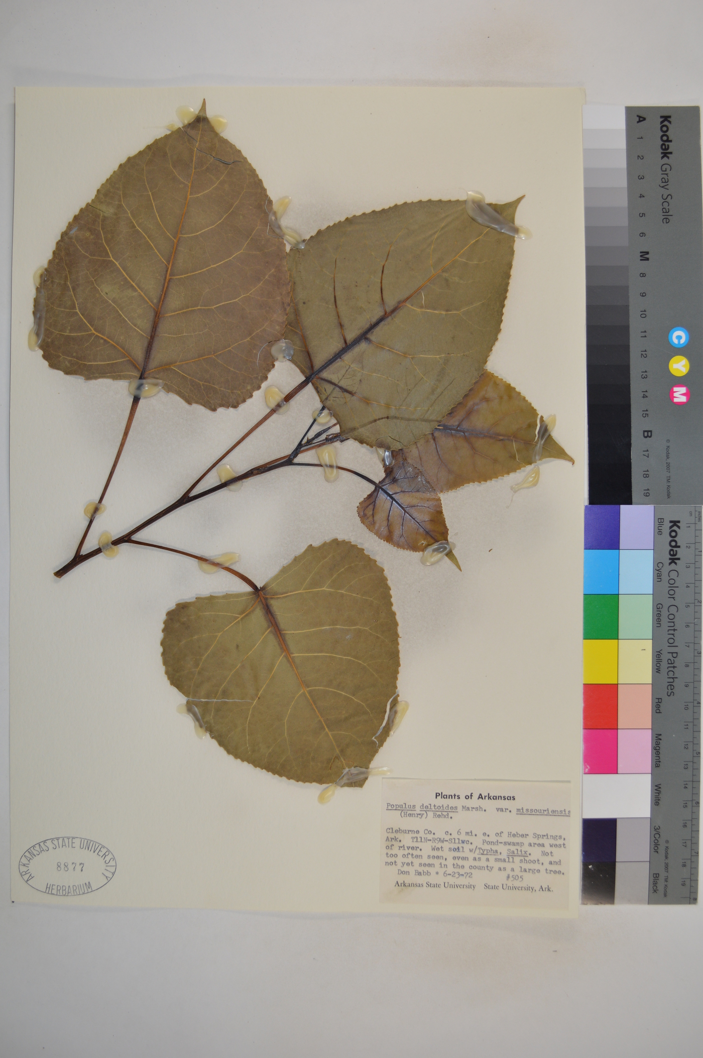 Populus deltoides var. missouriensis image