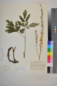 Actaea racemosa image