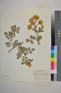 Rosa multiflora image