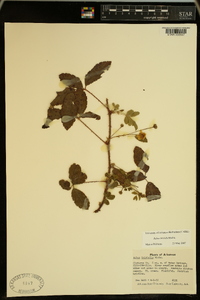 Rubus trivialis image