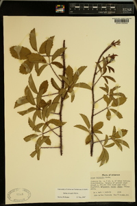 Rubus trivialis image