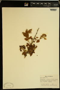 Rubus argutus image
