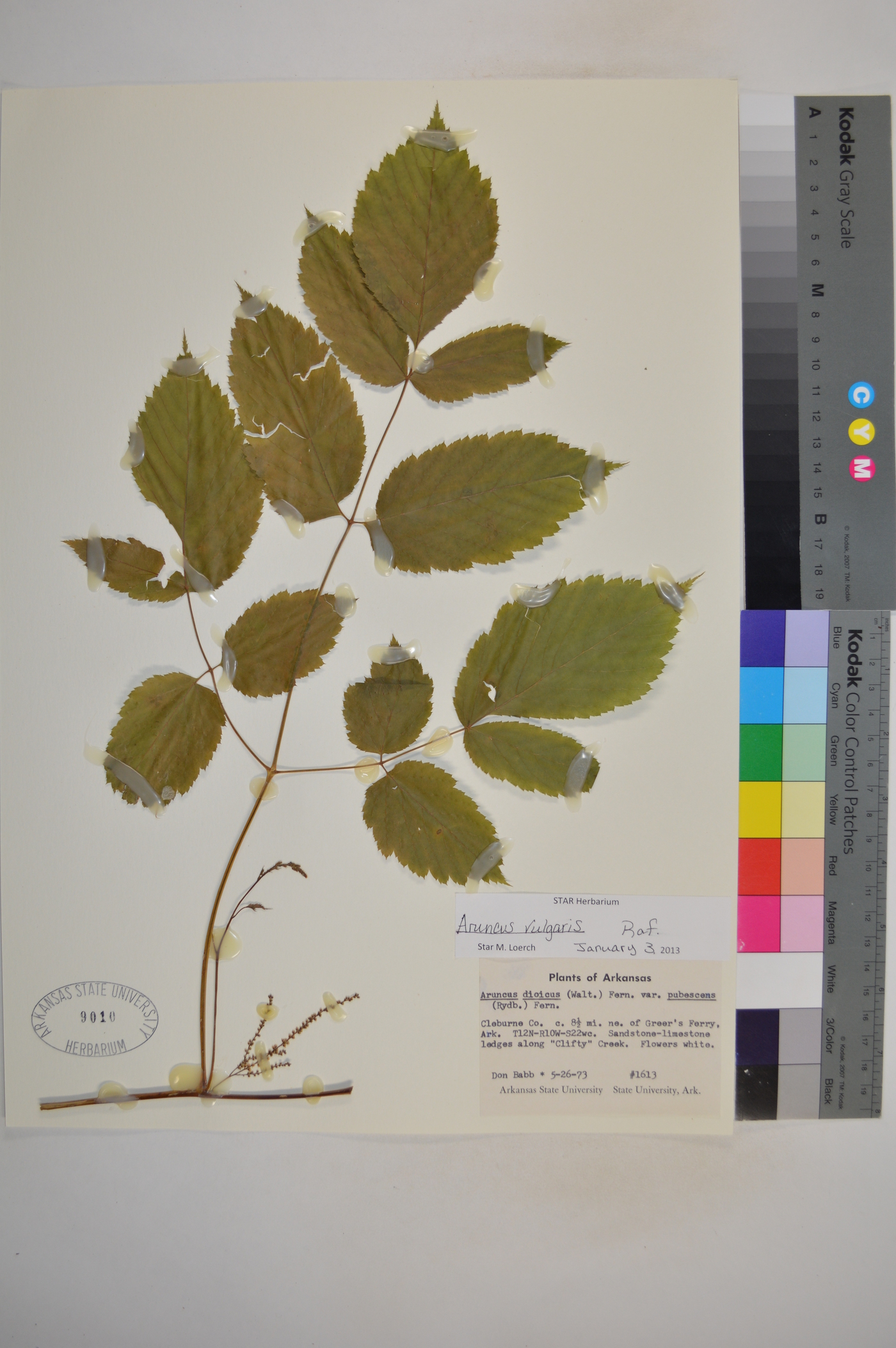 Aruncus vulgaris image