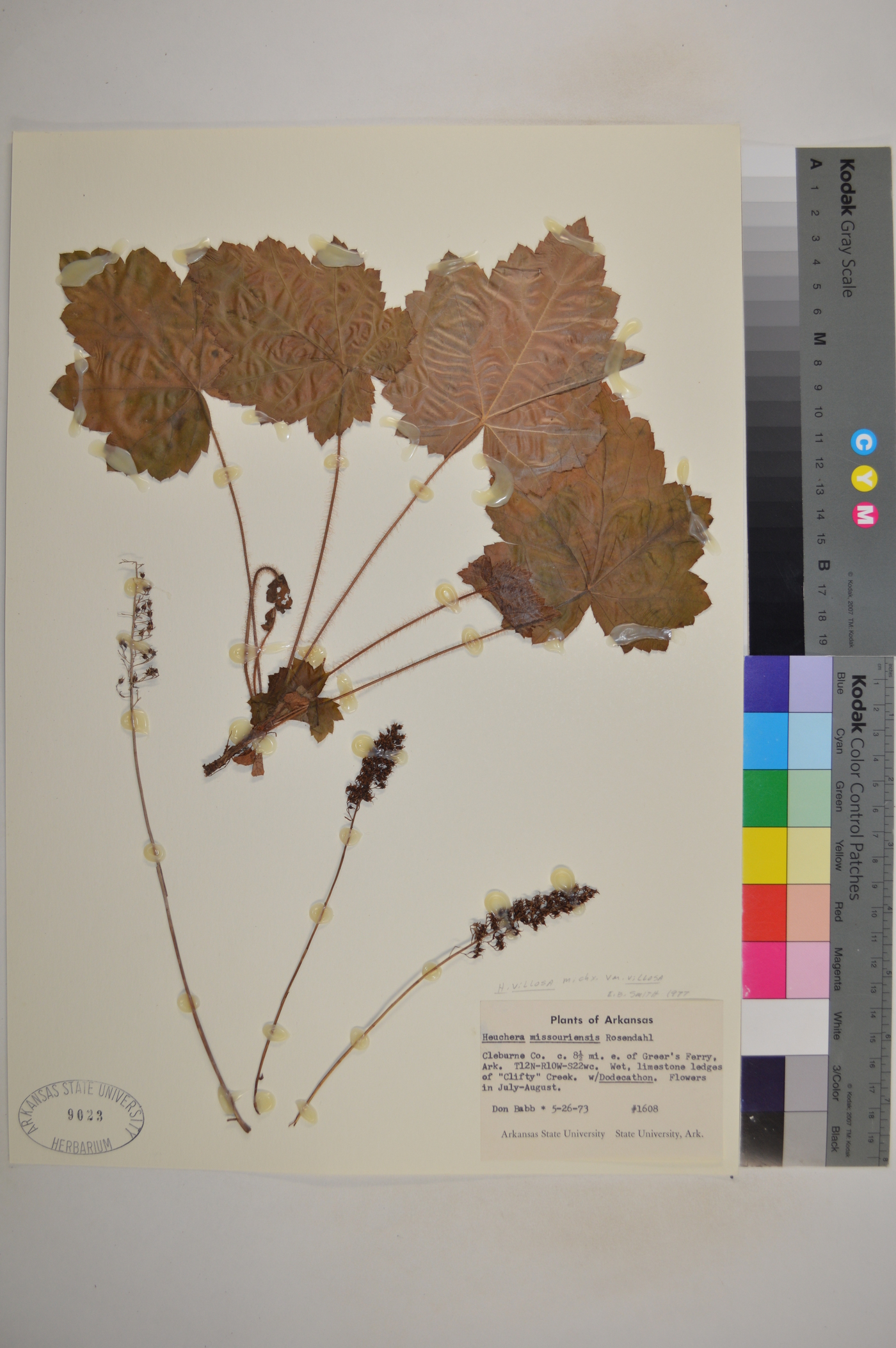 Heuchera villosa var. villosa image