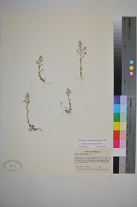 Draba brachycarpa image