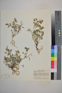 Corydalis flavula image