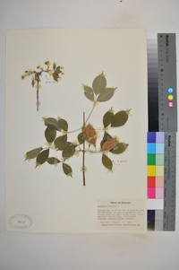 Staphylea trifolia image