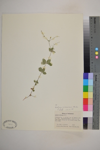 Galium circaezans image