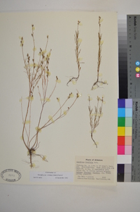 Peniophyllum linifolium image
