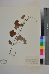 Vitis rotundifolia image