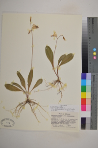 Dodecatheon meadia subsp. brachycarpum image