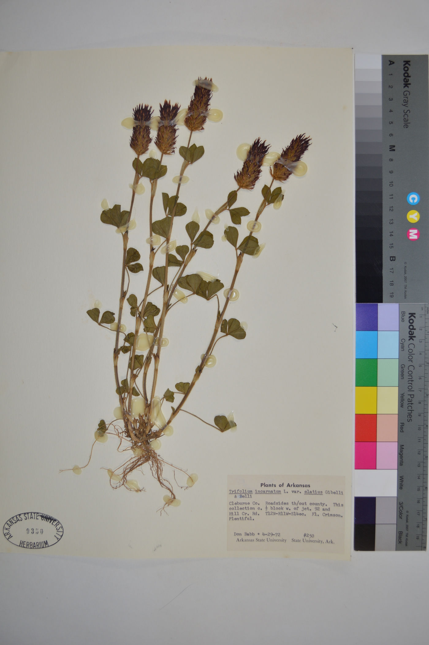 Trifolium incarnatum image