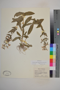 Penstemon pallidus subsp. arkansanus image