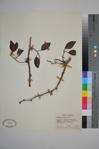 Gleditsia aquatica image