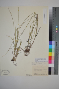 Carex reniformis image