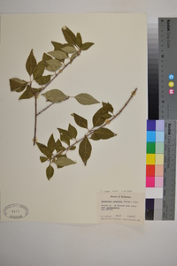 Forestiera acuminata image