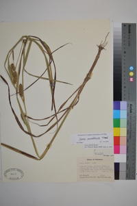 Carex aureolensis image