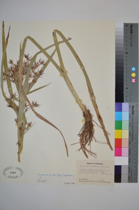 Rhynchospora corniculata image