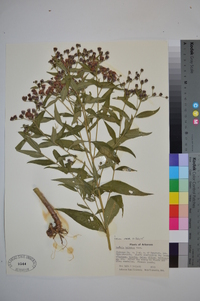 Vernonia baldwinii image