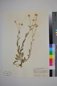 Erigeron tenuis image