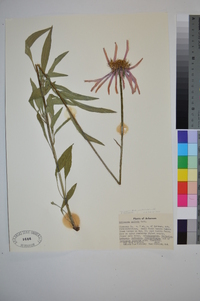 Echinacea pallida image