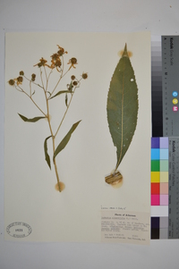 Verbesina alternifolia image