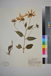 Helianthus tuberosus image