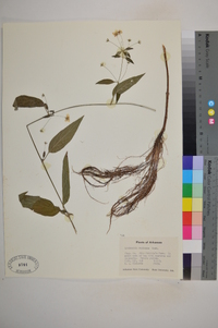 Lysimachia radicans image