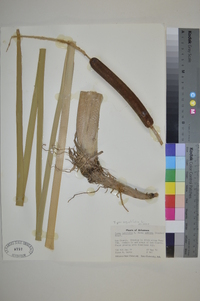 Typha angustifolia image