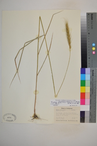 Elymus glabriflorus image