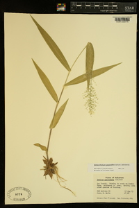 Dichanthelium polyanthes image