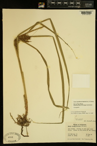 Carex lupuliformis image