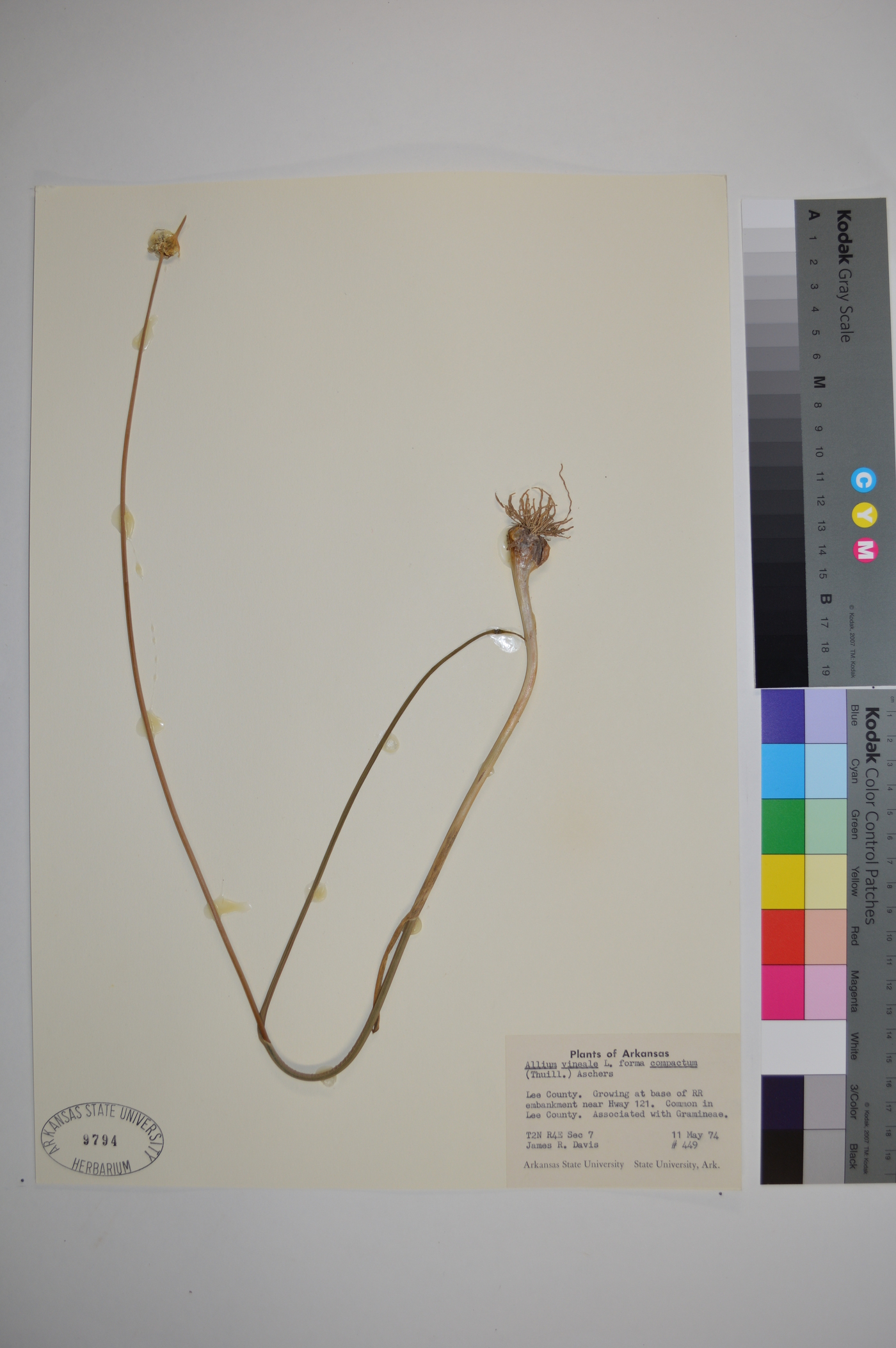 Allium vineale subsp. compactum image