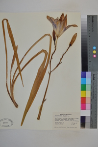 Hemerocallis fulva image