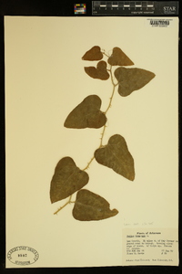 Smilax bona-nox image