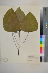 Populus heterophylla image