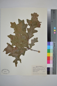 Quercus lyrata image