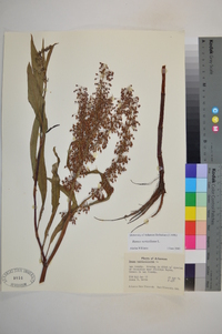 Rumex verticillatus image