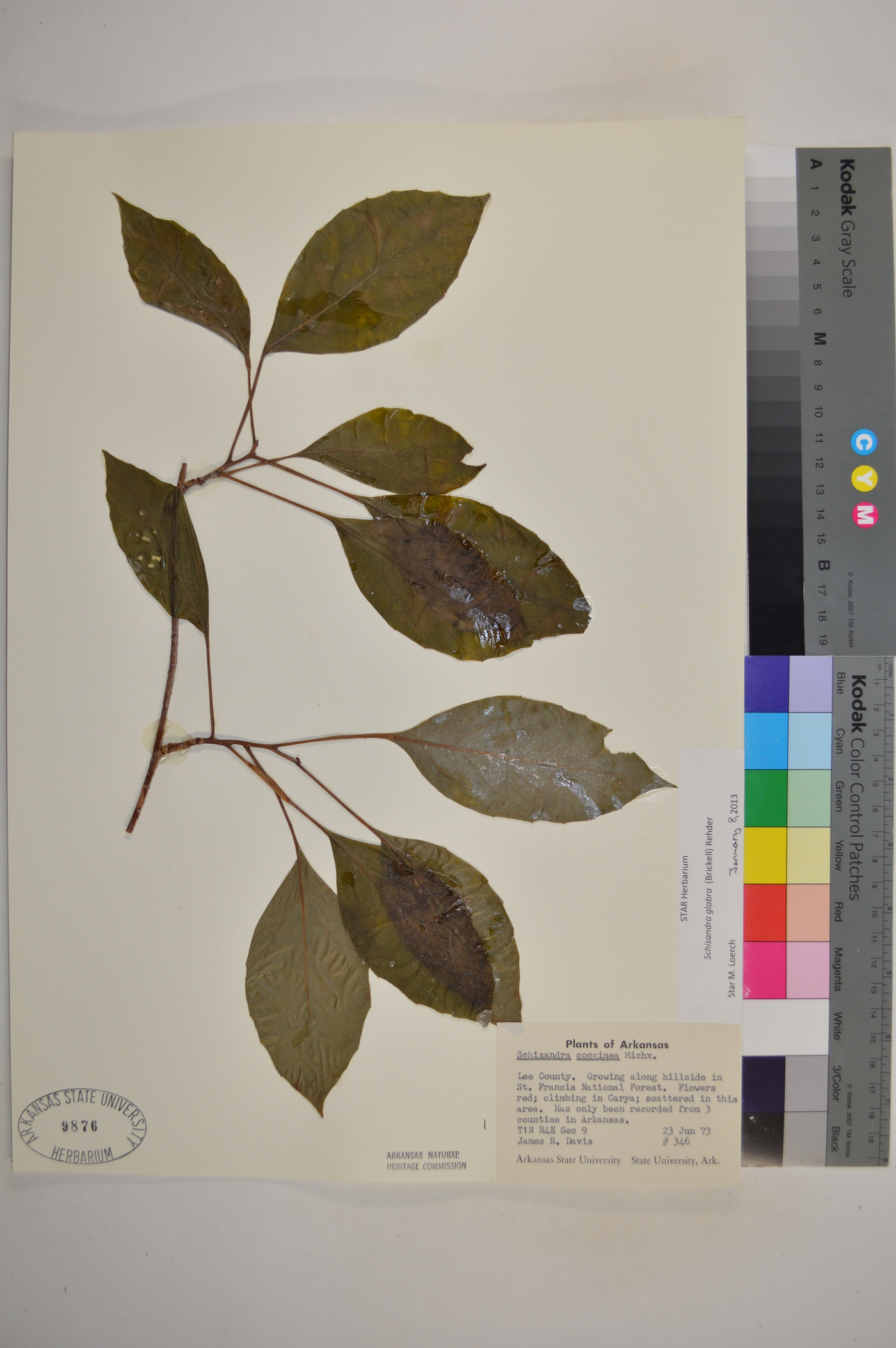 Schisandra image