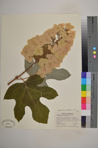 Hydrangea quercifolia image