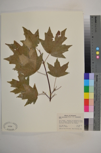 Acer saccharum var. schneckii image