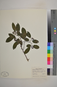 Berchemia scandens image